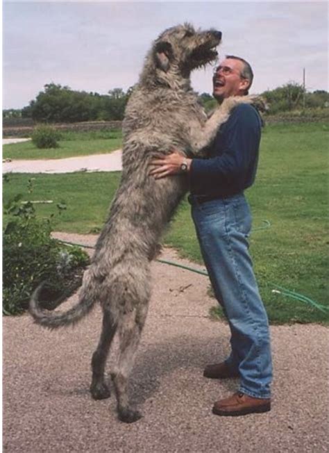 Giant irish greyhound. Things To Know About Giant irish greyhound. 